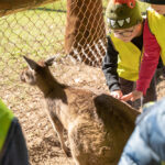 Children petting kangaroo during wildlife encounter excursion during Kalgoorlie OSHC School Holiday Program