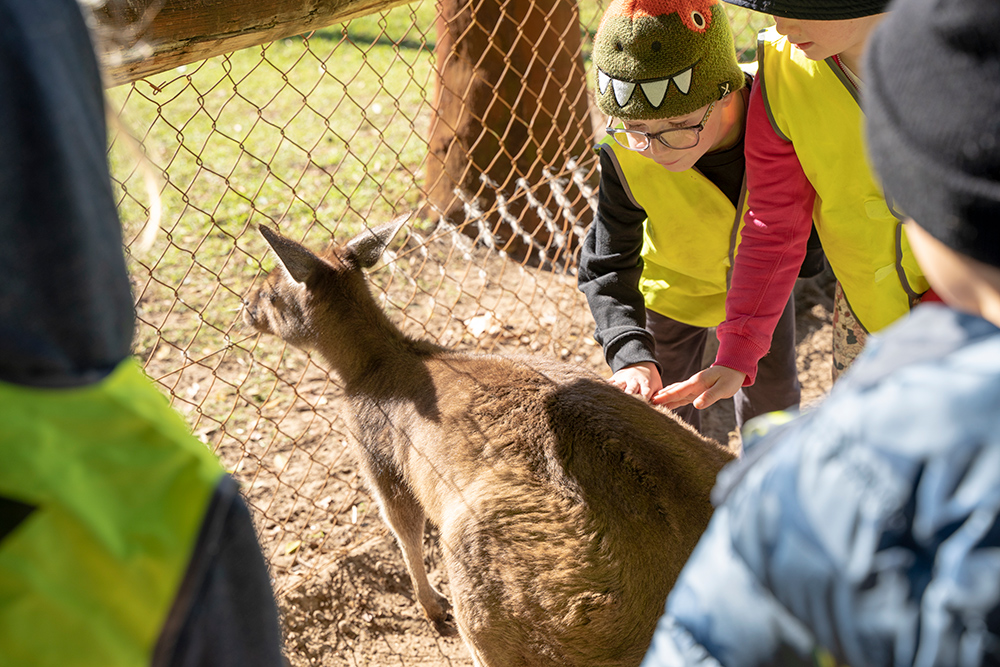 Children petting kangaroo during wildlife encounter excursion during St Denis OSHC School Holiday Program