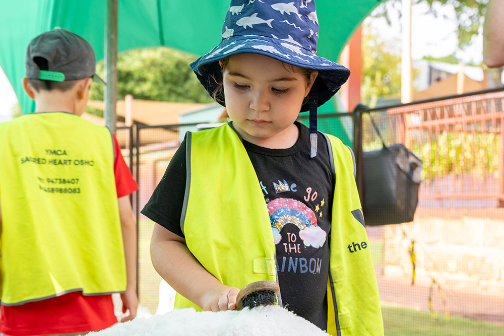 Child brushing sheep at Old Macdonald's Travelling Farm during Sacred Heart OSHC School Holiday Program