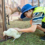Child petting chicken at wildlife encounter excursion during Sacred Heart OSHC School Holiday Program