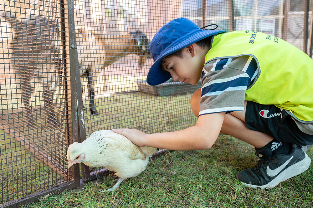 Child petting chicken at wildlife encounter excursion during Sacred Heart OSHC School Holiday Program