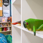 Green frog toy figure displayed on white shelf in organized OSHC activity room