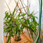 Native eucalyptus branch arrangement in nature-inspired OSHC learning corner with mirror