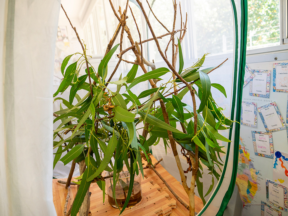 Native eucalyptus branch arrangement in nature-inspired OSHC learning corner with mirror